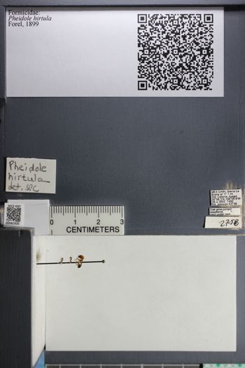 Media type: image;   Entomology 581925